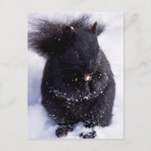 Carte postale noire et blanche