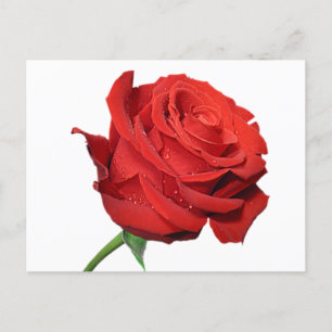 Carte postale noire florale rouge Rose
