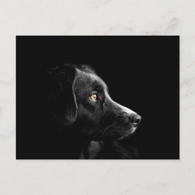carte postale noire labrador (Devant)