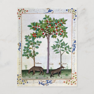 Carte Postale Noisier Bush et cerisier