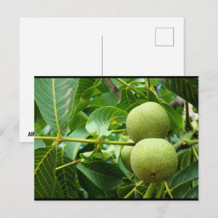 Carte Postale Noix dans le feuillage vert
