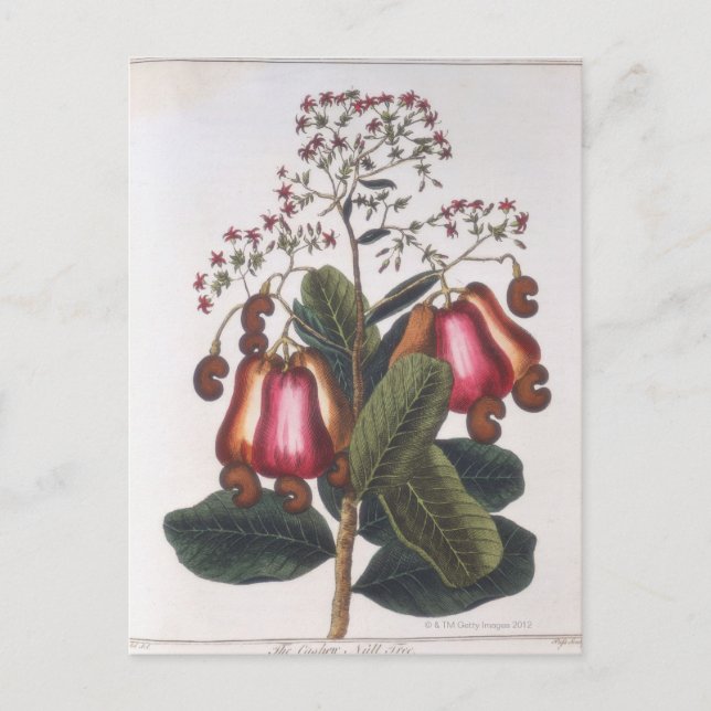 Carte Postale noix de cajou (Devant)