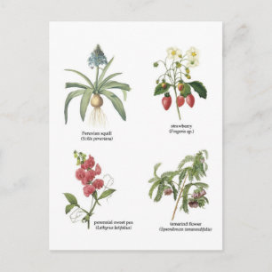 Carte Postale Noms des plantes scientifiques