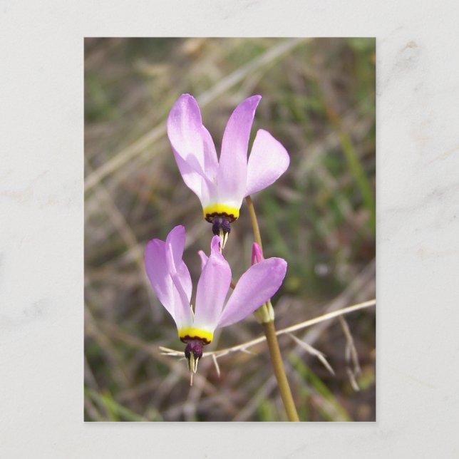 Carte Postale non défini (Devant)