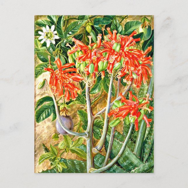Carte Postale Nord - Aloe et Fleur de Passion, Afrique du Sud, (Devant)