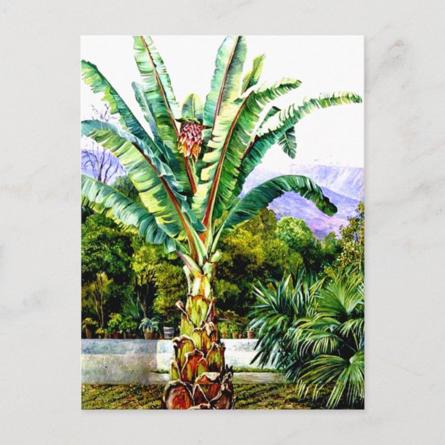 Carte Postale Nord - Ensete d'Abyssinie dans un jardin à Tenerif (Devant)