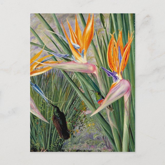 Carte Postale Nord - Strelitzia et Sugar Birds, Afrique du Sud, (Devant)