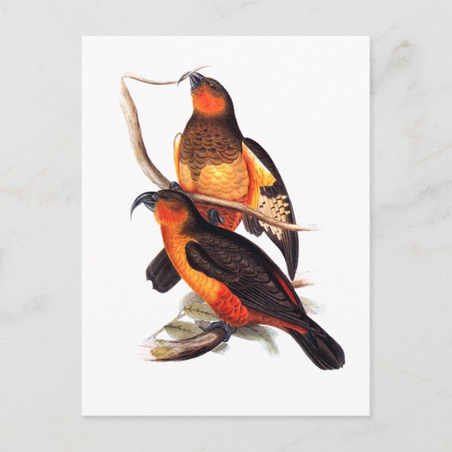 Carte Postale Norfolk Island Kaka (Devant)