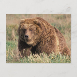 Carte Postale North America, USA, Alaska, Kodiak Island,