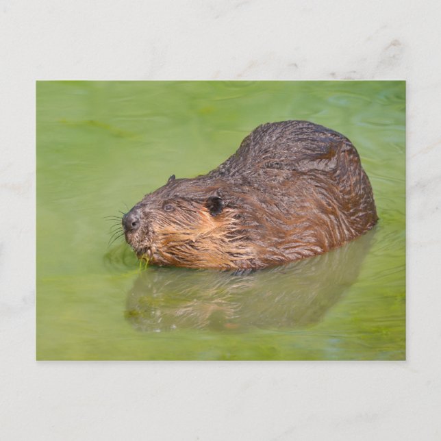 Carte Postale North American Beaver dans l'eau (Devant)