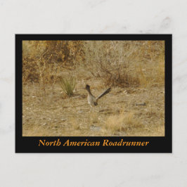 Carte postale North American Roadrunner