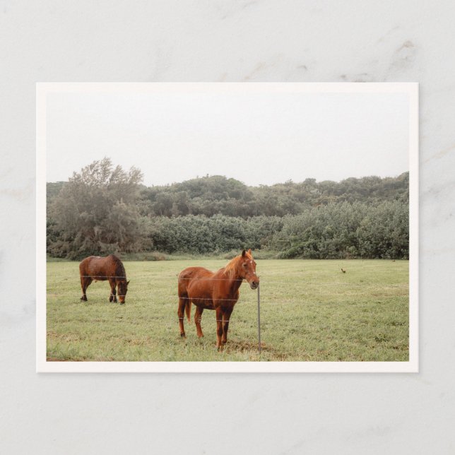 Carte Postale North Shore Kauai Horses Hawaii  (Devant)