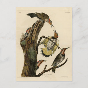 Carte Postale Norther Flicker de Audubon's Birds of America 