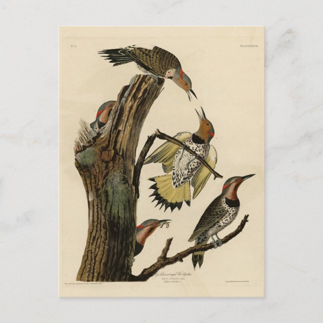 Carte Postale Norther Flicker de Audubon's Birds of America (Devant)