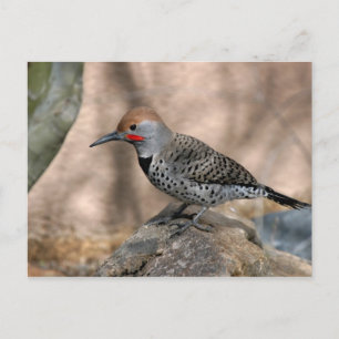 Carte postale : Northern Flicker