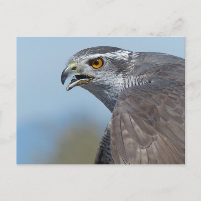 Carte Postale Northern Goshawk Screeching (Devant)