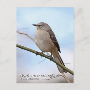 Carte postale Northern Mockbird