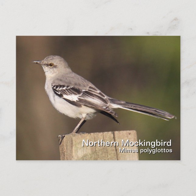 Carte postale Northern Mockbird (Devant)