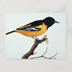 Carte Postale Northern oriole