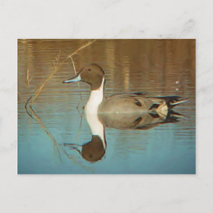 Carte postale Northern Pintail