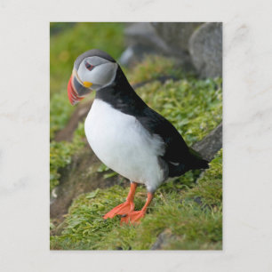 Carte Postale Norvège, Archipel de Svalbard, Spitsbergen 9