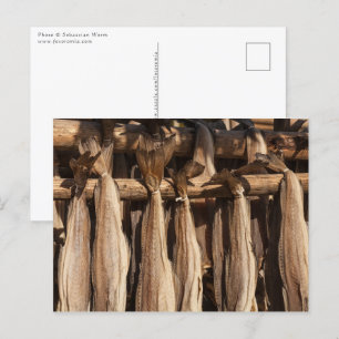 Carte Postale Norvège Lofoten Stockfish