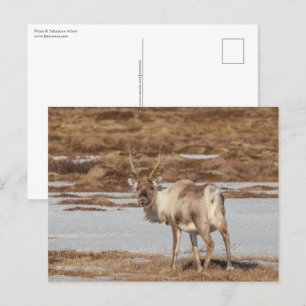 Carte Postale Norvège Reindeer Nature Photo