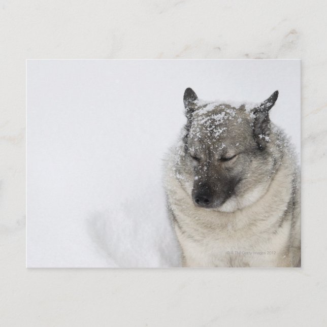 Carte Postale Norvégien Elkhound (Devant)