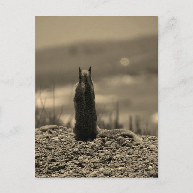 Carte Postale Nosferatu Squirrel (Devant)