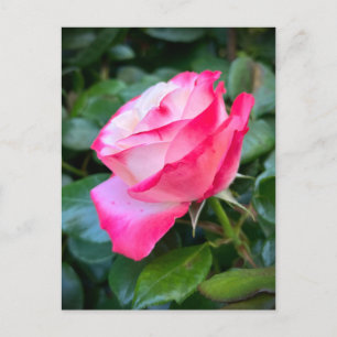 Carte Postale Nostalgie Rose Nostalgie