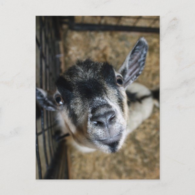 Carte Postale Nosy Goat En Regard (Devant)