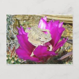 Carte Postale Notre Jardin Cactus Fleurit Un Lizard