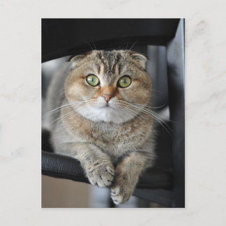 Carte Postale Nouilles