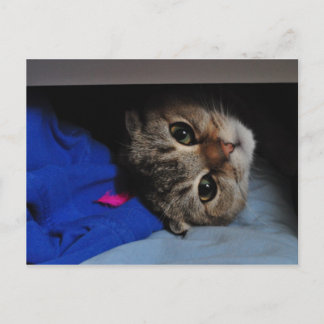 Carte Postale Nouilles le chat dans le tiroir