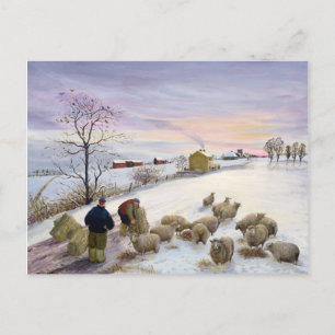 Carte Postale Nourrir des moutons en hiver