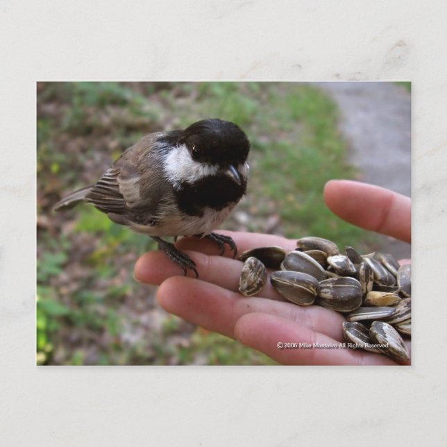 Carte Postale Nourrir Les Oiseaux (Devant)