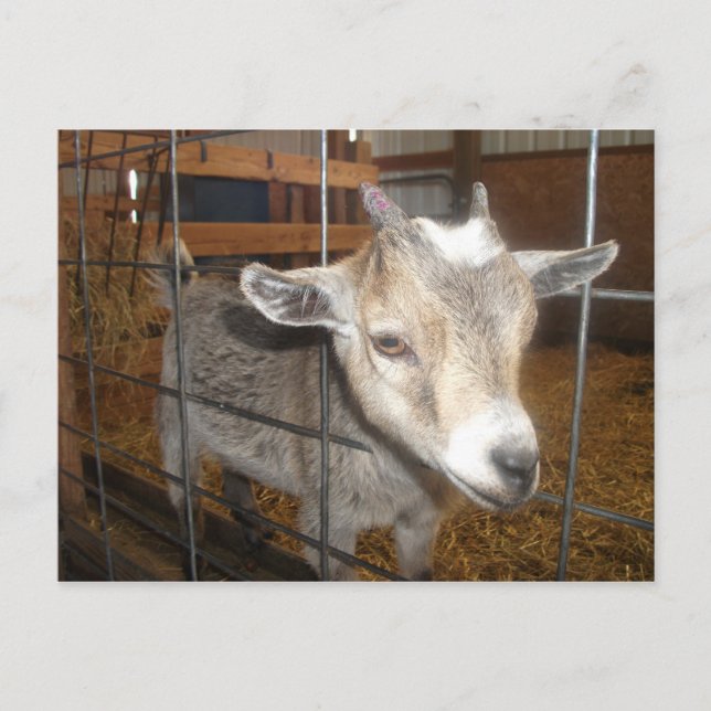 Carte Postale Nourris-moi ! (Devant)