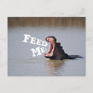 Carte Postale Nourrissez-moi ! Hippopotame Drôle