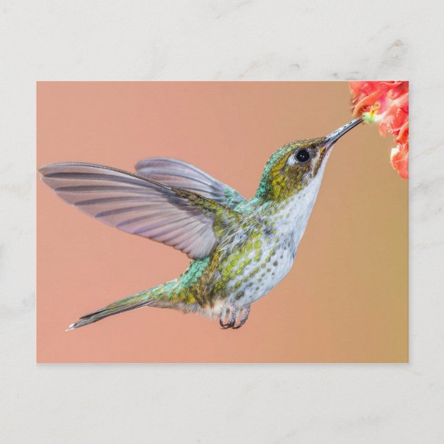 Carte Postale Nourriture de colibri vert sur une fleur orange (Devant)