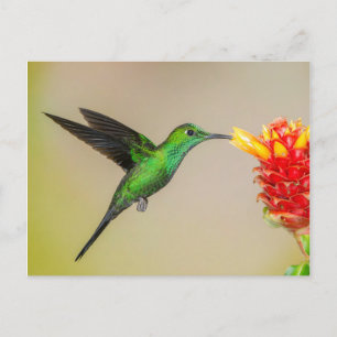 Carte Postale Nourriture d'un colibri brillant à partir d'une fl