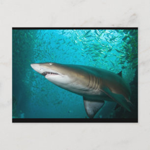 Carte Postale Nourriture grise Requin