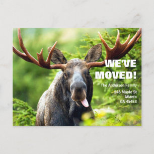 Carte Postale Nous avons déménagé Colorée Moose Moving Faire-p