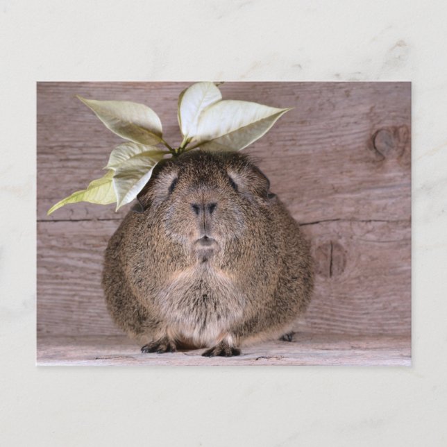 Carte Postale Nouveau Casquette Guinée Pig (Devant)