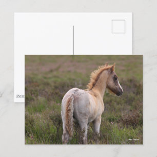 Carte Postale Nouveau Foie De Pony Forestier À L'Écart