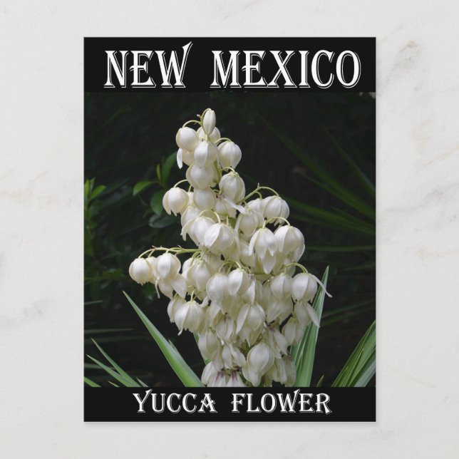 Carte Postale Nouveau-Mexique Fleur du Yucca (Devant)