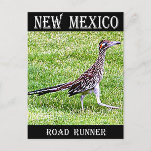 Carte Postale Nouveau-Mexique Roadrunner