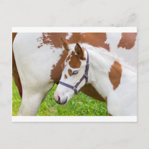 Carte Postale Nouveau-né poulain blanc brun avec cheval.JPG