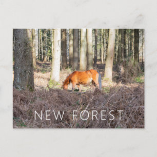 Carte Postale Nouveau poney forestier