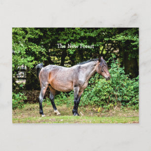 Carte Postale Nouveau poney forestier