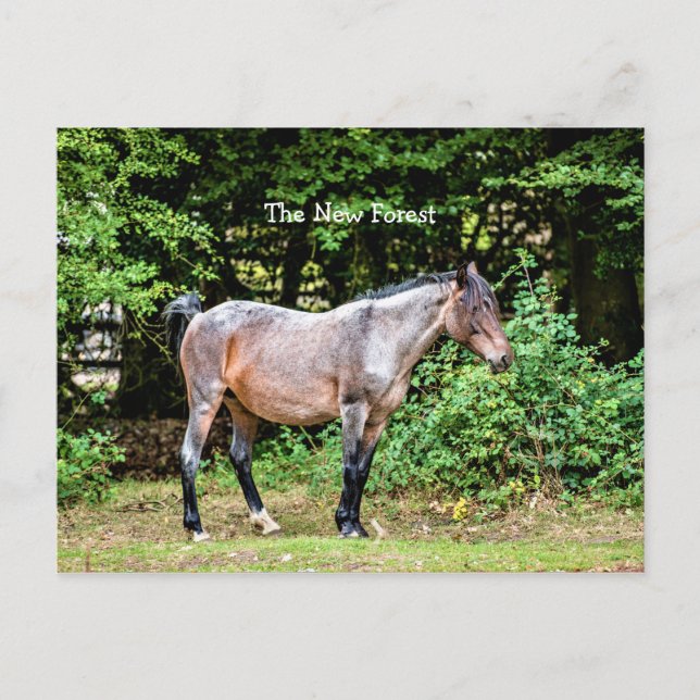 Carte Postale Nouveau poney forestier (Devant)